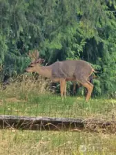 Buck!