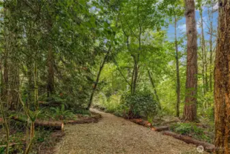 Lush forest with filtered light coming through and the potential for a sunny build site