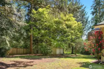 Side yard with shed