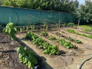 garden picture taken 2023
