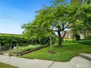 This is additional garden space with several fruit trees.
