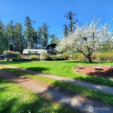 Driveway travels past fire pit. Large Cherry Tree adds a beautiful buffer from house and fire pit.