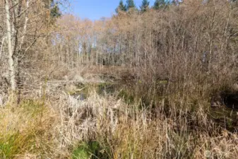 Natural pond