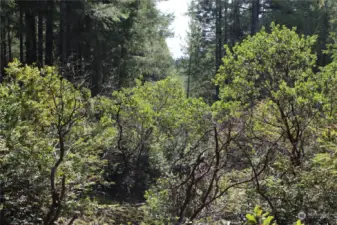 View looking North to South along Western property line