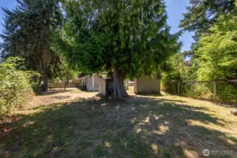 Back yard