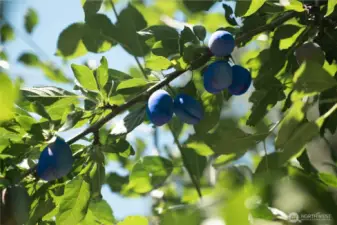 Abundance of Fruit Trees