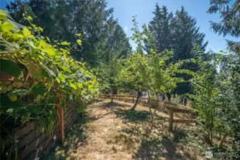 Mini vineyard feels like Tuscany