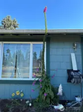 Fun Fact- This yard holds the Guinness world record for World's Tallest Foxglove!