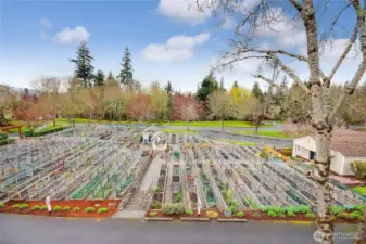 Pea Patch Garden
