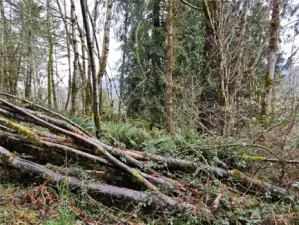 Lots of firewood can be cut from the site