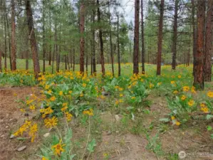 Balsamroot and other wildflowers cover 1 acre lot around this home. Pine-Treed canopy offers cool cover throughout the Summer.