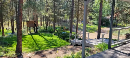 Verdant green grass yard on east side of Lot. Treehouse has been removed.