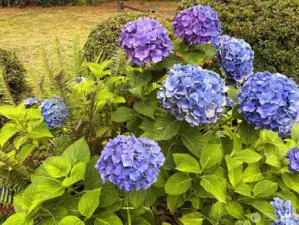 Garden lovers will appreciate the striking hydrangeas and established plantings.