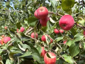 Front lawn apple tree—one of two varieties producing abundant seasonal fruit.
