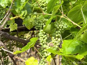 Established grapevines add to the property’s orchard feel and gardening charm.