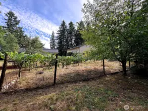 A true Northwest retreat—lush grapevines, wide open yard, and the home and shop framed in the distance.
