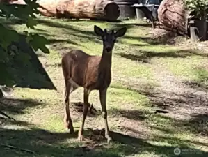 Enjoy peaceful moments with visiting wildlife.