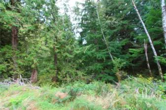 Looking East from the Eastern edge of the property.