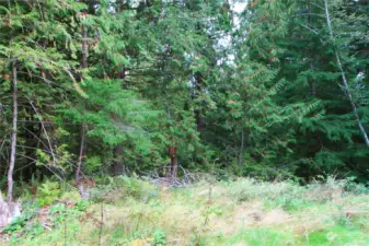 Looking East through the woods.