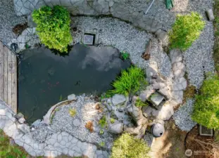 Koi Pond