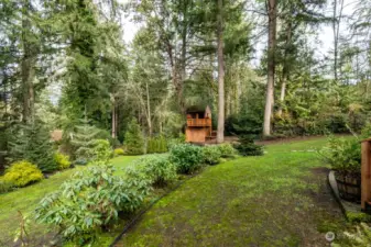 Backyard with Treehouse in the background