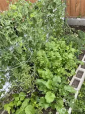 Garden in Bloom - Peas and Green