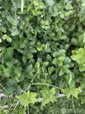 Garden in Bloom - Strawberries