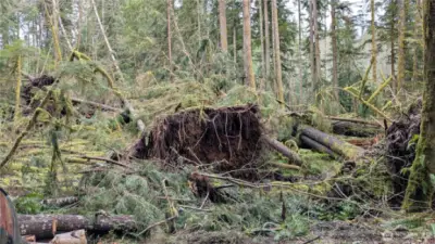 More wind blown trees