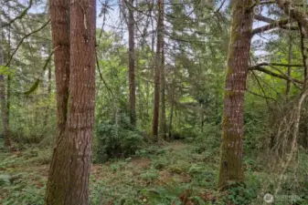 Mature Timber and Privacy.