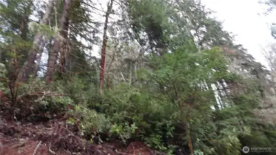 Big fir and cedar trees on the upper half of the property.