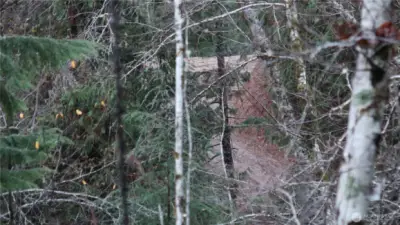 open clear area to the property.