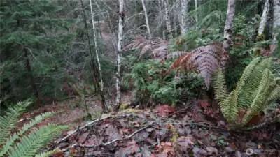 Nice 5 acre of property with driveway going to the clear area.