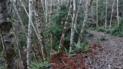 Old overgrowth driveway leading to north side of property.