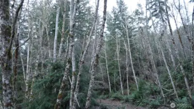 level spots are all over the property for building site.