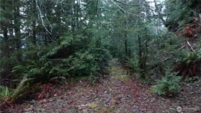 Old overgrown driveway goes though the property for more level area.