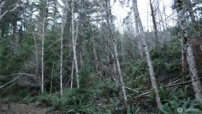 More level area on the property.