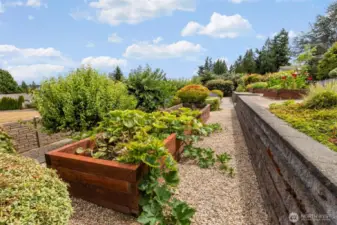 grow your own pumpkins