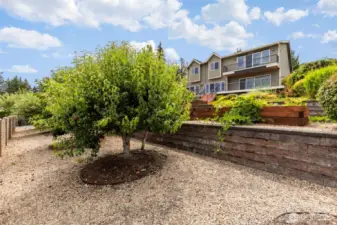 pear tree
