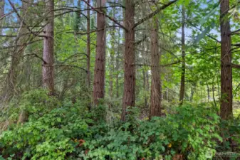 Mature Timber