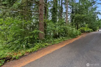 Mature Timber.