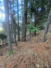 great space for a trailer