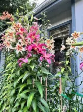 matured flowers that bloom in the spring