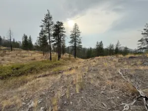 This small saddle near the southern property line is the easiest way to access the Albrecht Lake shoreline.