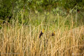 Yellow-headed blackbirds along the lake shore.