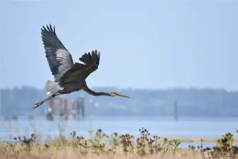 A great blue herron takes off from the shoreline.