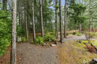 Backyard, nature path amongst the evergreen trees.