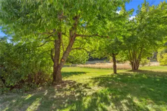 Relax in the shade of heritage apple trees.