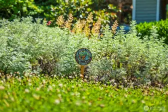 The most beautiful, purposeful Pollinator Gardens - Low Maintenance!