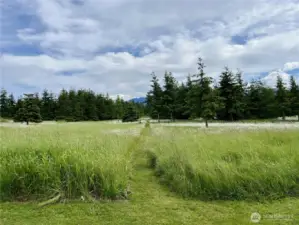 Meadow