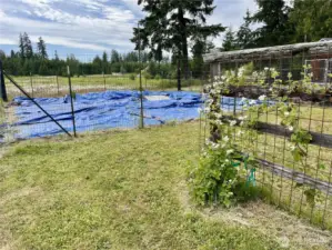 Garden 1